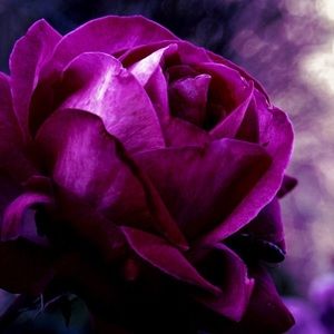 Meet your Posher, Yolanda